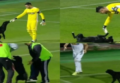 İt meydana girdi, oyun dayandı - VİDEO