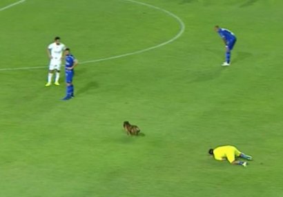 İt futbol oyununu dayandırdı - VİDEO