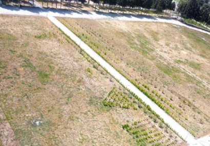 Azərbaycanda stadionu bostana çevirirlər? - FOTO