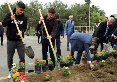 Aleksey Baqa Sumqayıtda gül əkdi