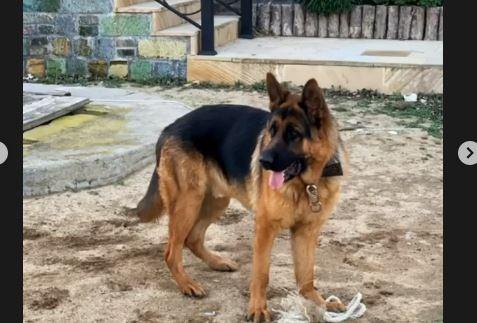 Avropa çempionumuzun iti oğurlandı - FOTO